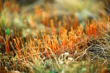 Naklejka na ściany i meble macro moss landscape / green abstract natural view, summer forest, moss macro