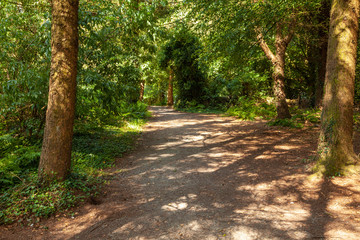 Obraz premium Forest path with beams of sunlight through the trees