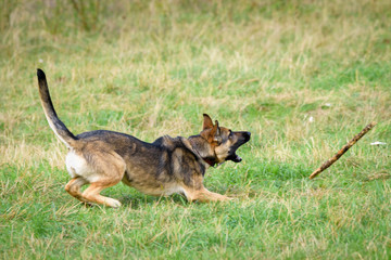 Beautiful Young Black German Shepherd Dog