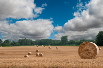 Round Bales of Hay in Field