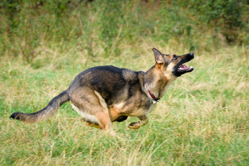Beautiful Young Black German Shepherd Dog
