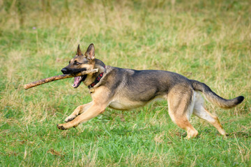 Beautiful Young Black German Shepherd Dog