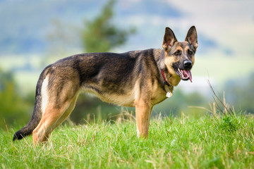 Beautiful Young Black German Shepherd Dog