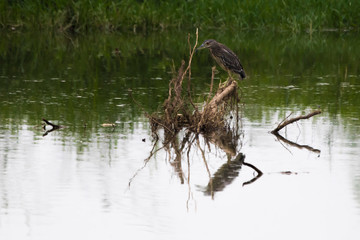 a night  heron in the water