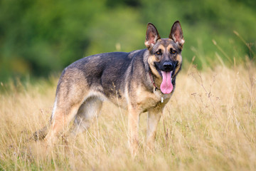 Beautiful Young Black German Shepherd Dog