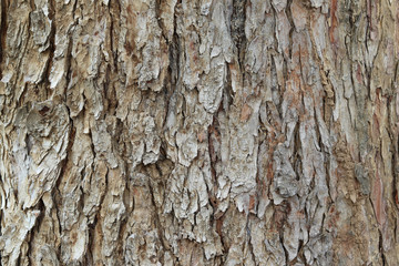 Tree bark pattern background. The bark of a large tree.