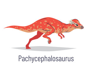 Pachycephalosaurus. Ornithischian dinosaur. Colorful vector illustration of prehistoric creature pachycephalosaurus in hand drawn flat style isolated on white background. Huge fossil dinosaur.