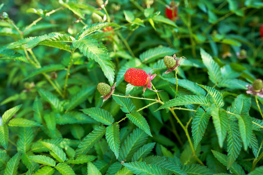 roseleaf raspberry or Rubus rosifolius, hybrid of raspberry and strawberry