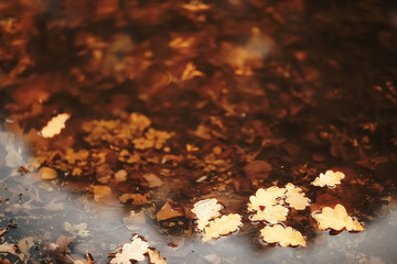 fall wet leaves background / autumn background, yellow leaves fallen from the trees, fall of the leaves, autumn park