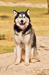 siberian husky dog