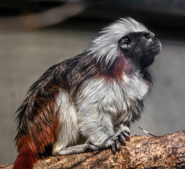 Cotton-top tamarin on the beam. Latin name - Saguinus oedipus