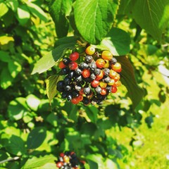 berries of currant on bush