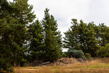 Obraz premium Wild forest area unkept on dry overcast day.