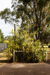 Overgrown bush beside empty parking lot.
