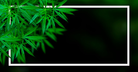 Marijuana leaf illustrations on cannabis Dark background, beautiful background, top corner picture