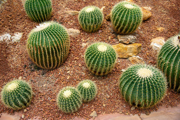 Fototapeta premium cactus in a glass greenhouse for protection in The Conservatory and Botanical Garden.