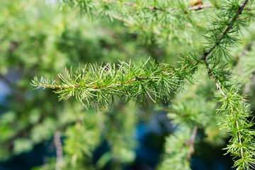 larch branch in the sun