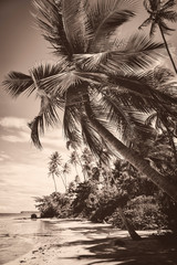 Scenic sepia tinted postcard view of rustic paradise island beach with towering palm trees under...