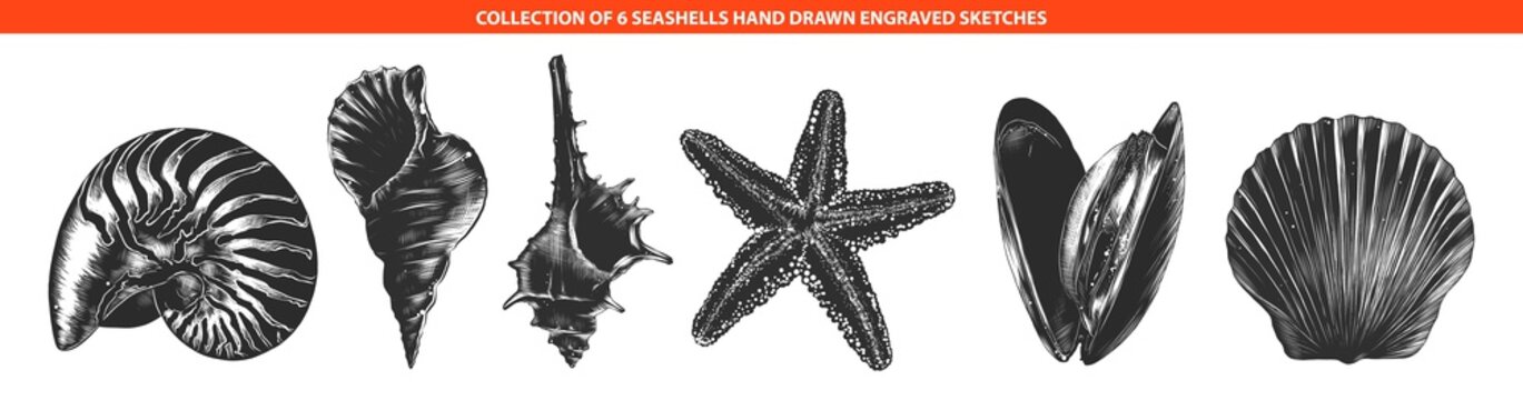 Vector engraved style seashells and mollusk collection for posters, decoration, emblem and logo. Hand drawn sketches of in monochrome isolated on white background. Detailed vintage woodcut drawing.