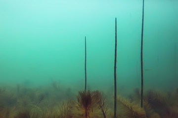 Ökosystem Unterwasserteich / Landschaft Unterwasserfoto Tauchen in Süßwasser, Algen der grünen Welt und Fische in Flusstiefe