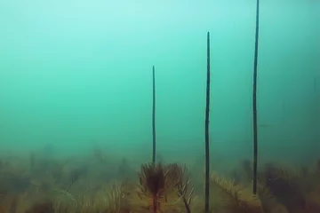 Türaufkleber Nach Farbe Ökosystem Unterwasserteich / Landschaft Unterwasserfoto Tauchen in Süßwasser, Algen der grünen Welt und Fische in Flusstiefe