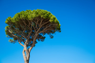 Bright portrait view of the iconic Mediterranean shape of an Italian stone pine tree against vibrant blue sky in Capri, Italy