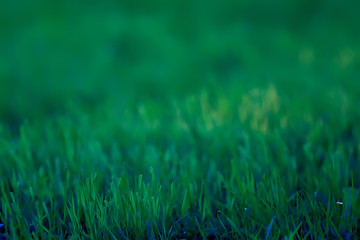 green grass background / abstract background, nature, fresh green vegetation, field