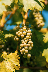 North Italian Grapes
