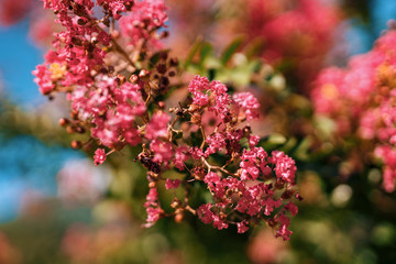 North Italian Flower