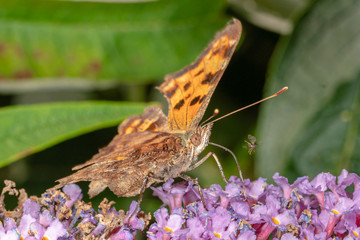 Comma Butterfly
