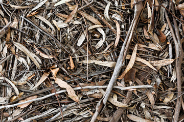 Dried Australia forest floor with twigs and leaves.