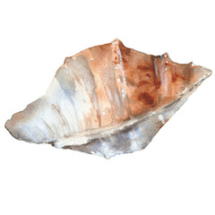 sea shell. Isolated on white background.