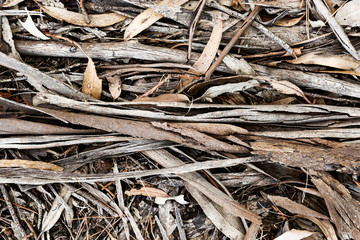 Textured forest floor with dried bark and leaves.