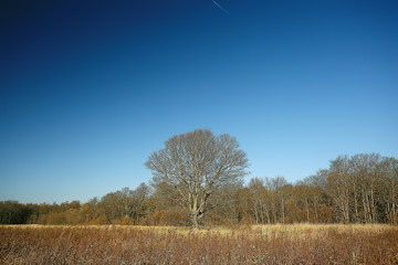 autumn landscape in the park / seasonal yellow landscape sunny park with fallen leaves