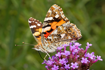 Schmetterling beim Frühstück