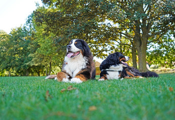 Two Bernese Mountain Dog lying next to each other on the green grass in the dog friendly park, panting, looking away from each other. 