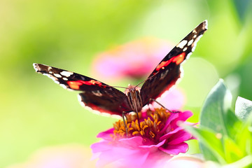 butterfly on a flower