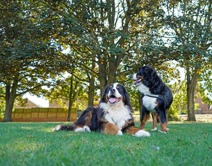 Two Bernese Mountain Dogs in the dog friendly park. One lying on the grass, one standing up, looking away from the camera.