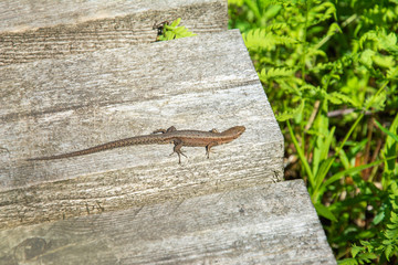 Brown lizard crawls across old wooden pathway 