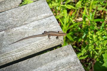 Brown lizard crawls across old wooden pathway