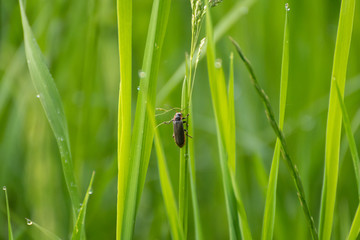 Ladybird bug on wheat spikelet macro, close up