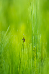 Ladybird bug on wheat spikelet macro, close up