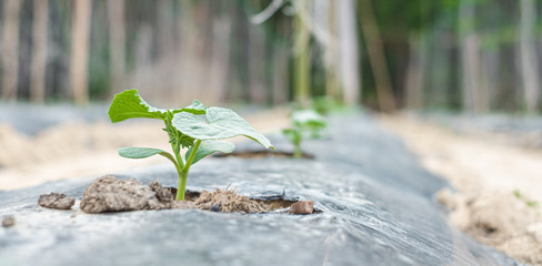 Row of baby tree on soil covered by plastic or mulching film in agriculture.