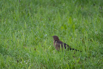 Bird on the grass. Bird portrait with green background