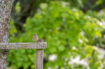 Bird on fence. Bird portrait with green background