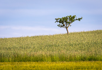 Wheat Field Moved by Summer Wind. Tree in the field