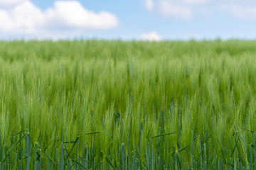 green wheat field and blue sky