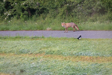 Obraz na płótnie Canvas fox hunting in the field