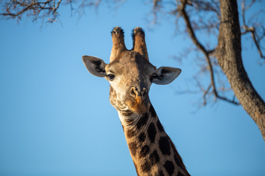 Portrait of a large male giraffe