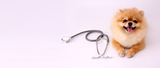 Cute little pomeranian dog with stethoscope as veterinarian on white background.
